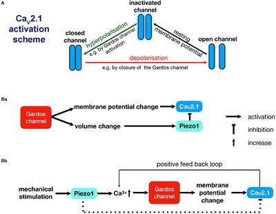 Frontiers | Voltage-Activated Ion Channels in Non-excitable Cells 